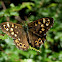 Speckled wood