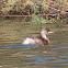 Little Grebe