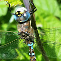 Canada darner(female)