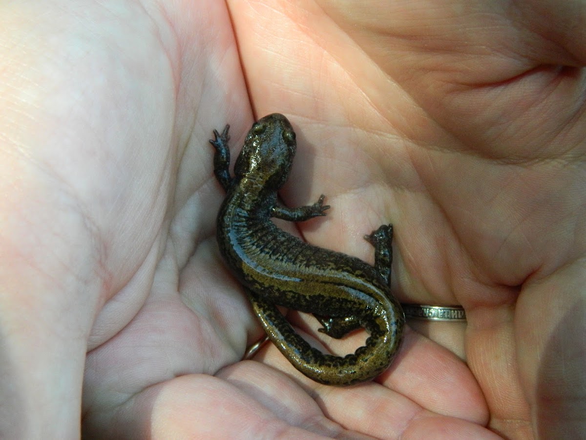 Siberian salamander