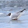 Black-headed Gull