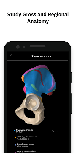 Screenshot Pirogov Anatomy