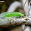 Green Lacewing. Demoiselle aux yeux d'or.