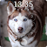 Husky Lock Screen & Wallpapers icon