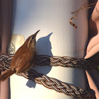 Carolina Wren