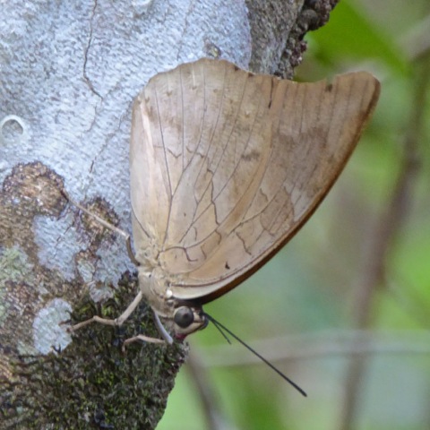 One-spotted Prepona or Banded King Shoemaker