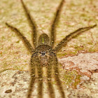 Long-Legged Wandering Spider