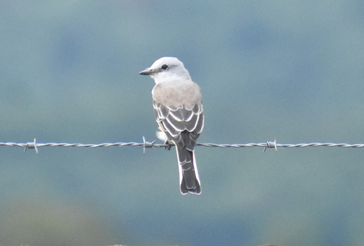 Northern mockingbird