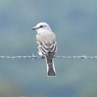 Northern mockingbird