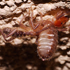 Solifugid Sun Spiders Mating