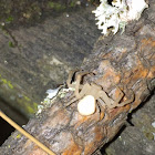 Goldenrod Crab Spider (female)