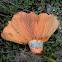 Saffron Milkcap