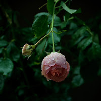 La Rosa di Maggio di 