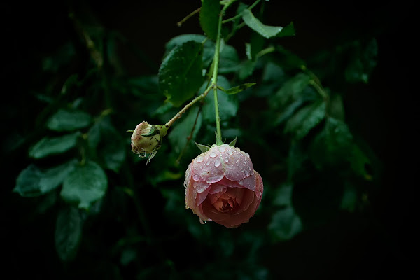 La Rosa di Maggio di Heidy