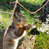 Eurasian Red Squirrel