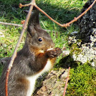 Eurasian Red Squirrel