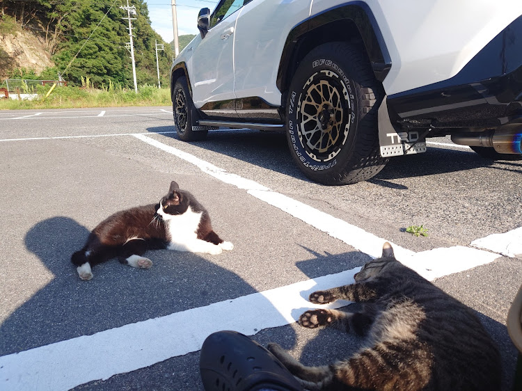 RAV4のいつもイイネ&コメントありがとうございます🙇‍♂️・好きなアングル・猫と愛車・井戸端会議に関するカスタム事例の投稿画像4枚目