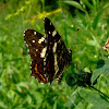 European map butterfly_summer brood