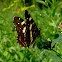 European map butterfly_summer brood