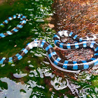 Blue lipped sea krait