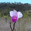 Bamboo Orchid