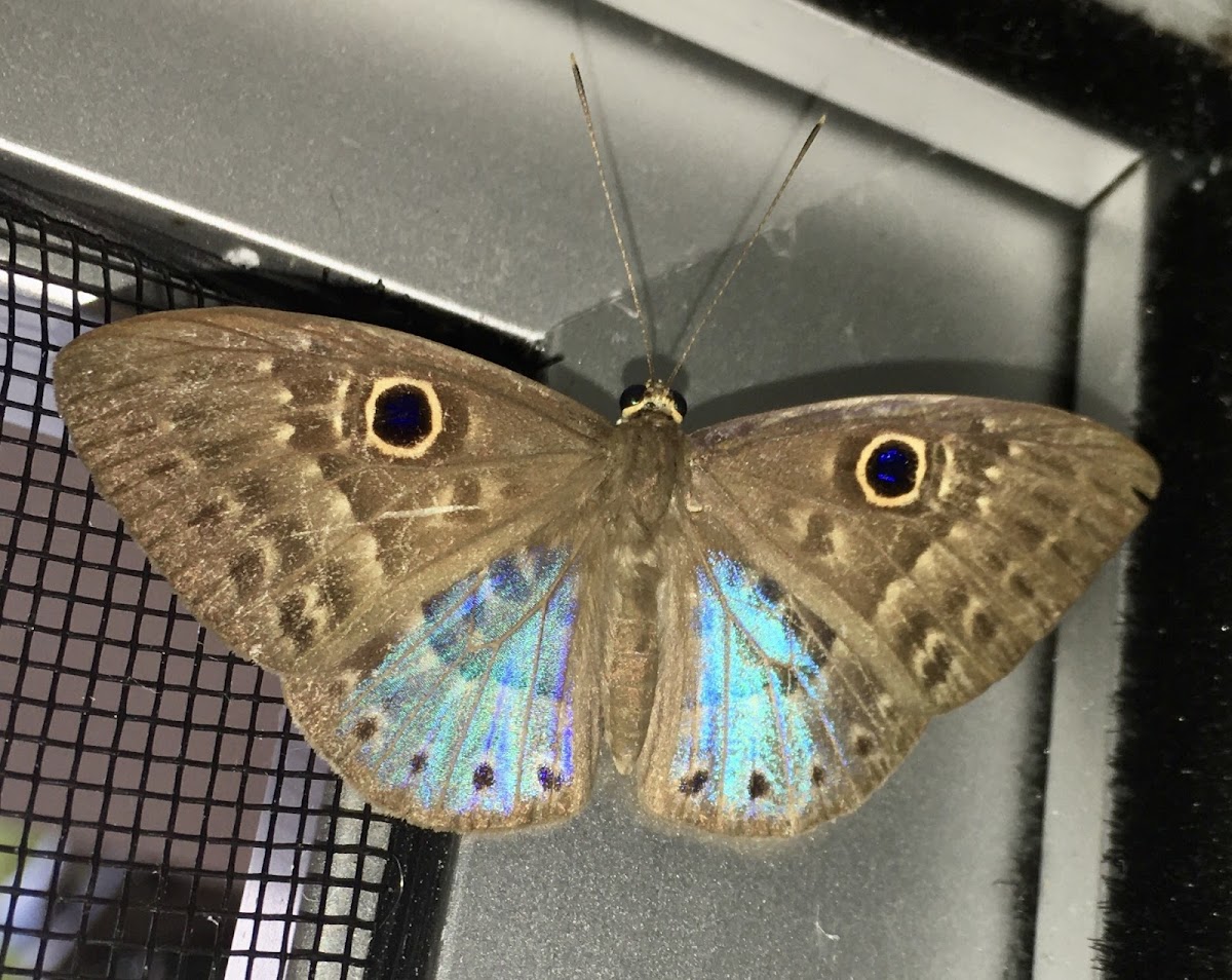 Blue-winged Eurybia Butterfly