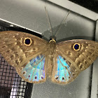 Blue-winged Eurybia Butterfly