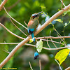 Turquoise-browed Motmot