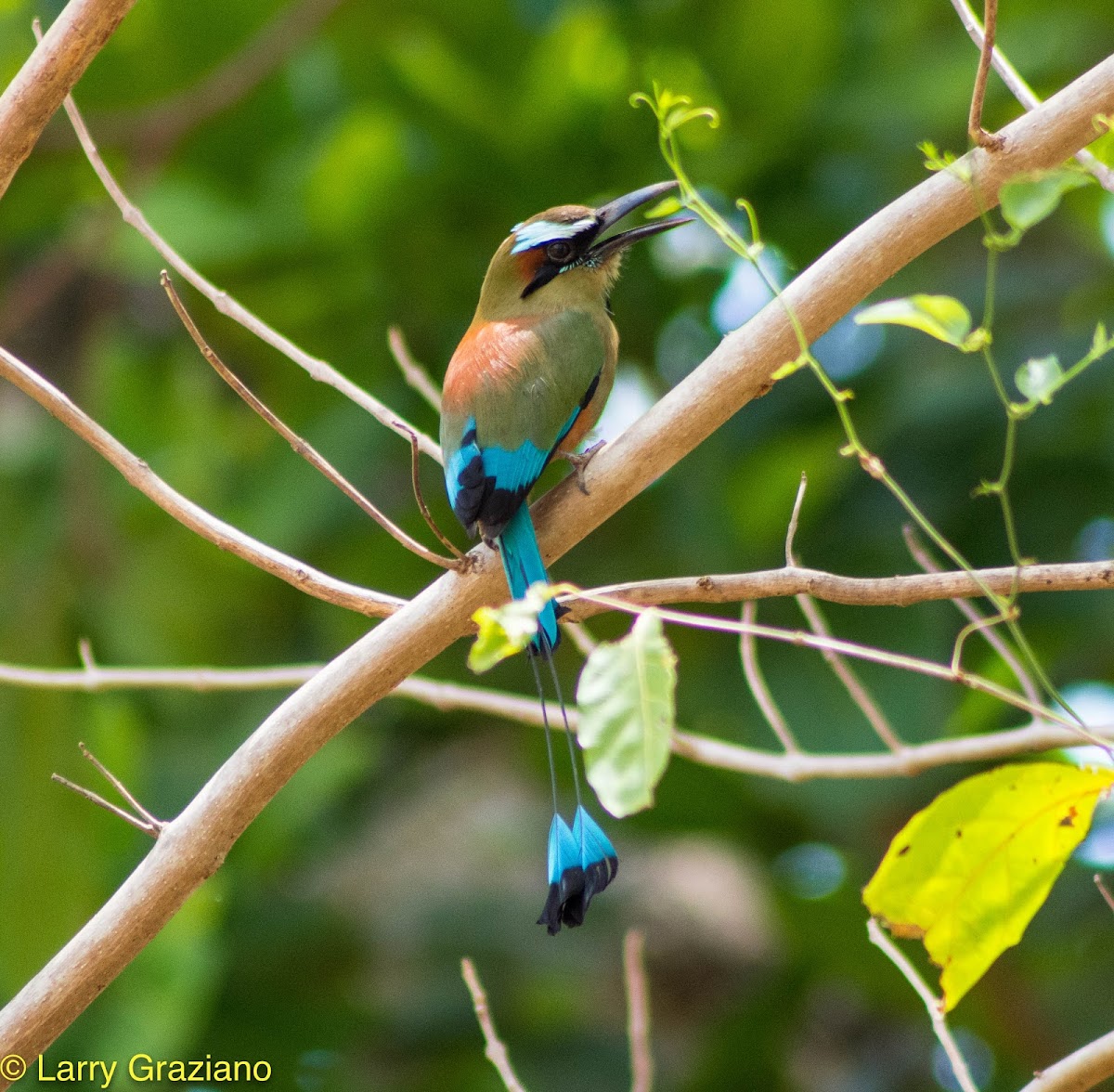 Turquoise-browed Motmot