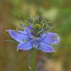 Love In A Mist