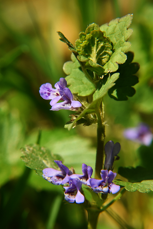 Ground-ivy