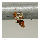 Paper Wasp 胡蜂