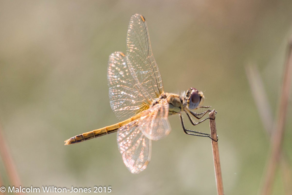 Red-veined Darter