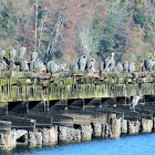 Great Blue Heron gathering