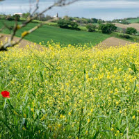 ...il rosso nel giallo di 