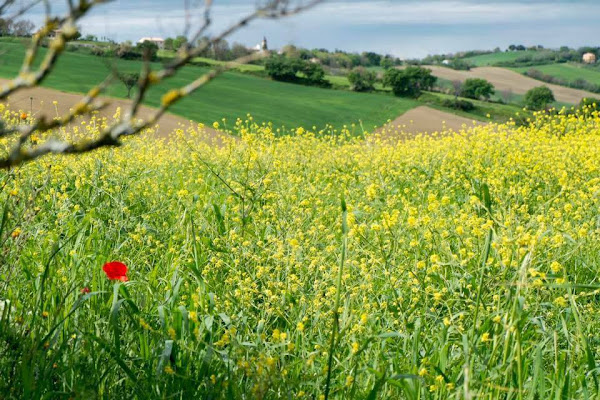 ...il rosso nel giallo di tizicarra