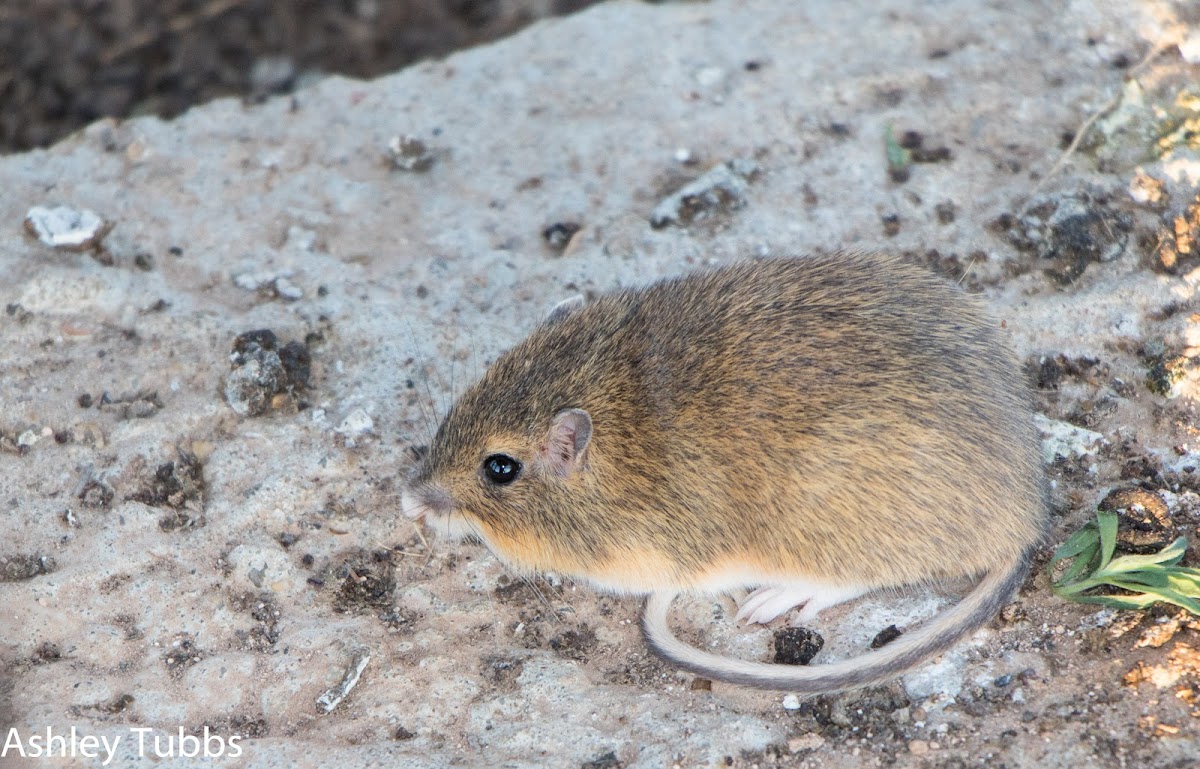 Hispid Cotton Mouse