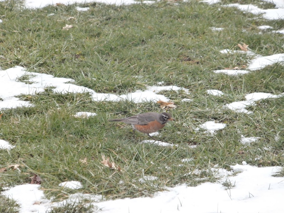 american robin