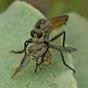 Golden-tabbed Robber Fly