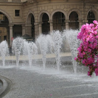 Zampilli e azalea di 