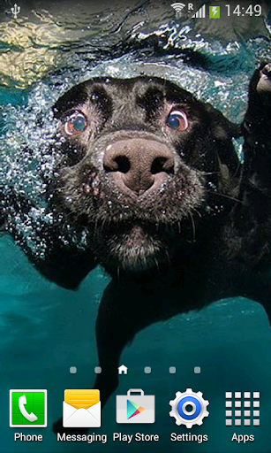 Dogs Underwater Live Wallpaper