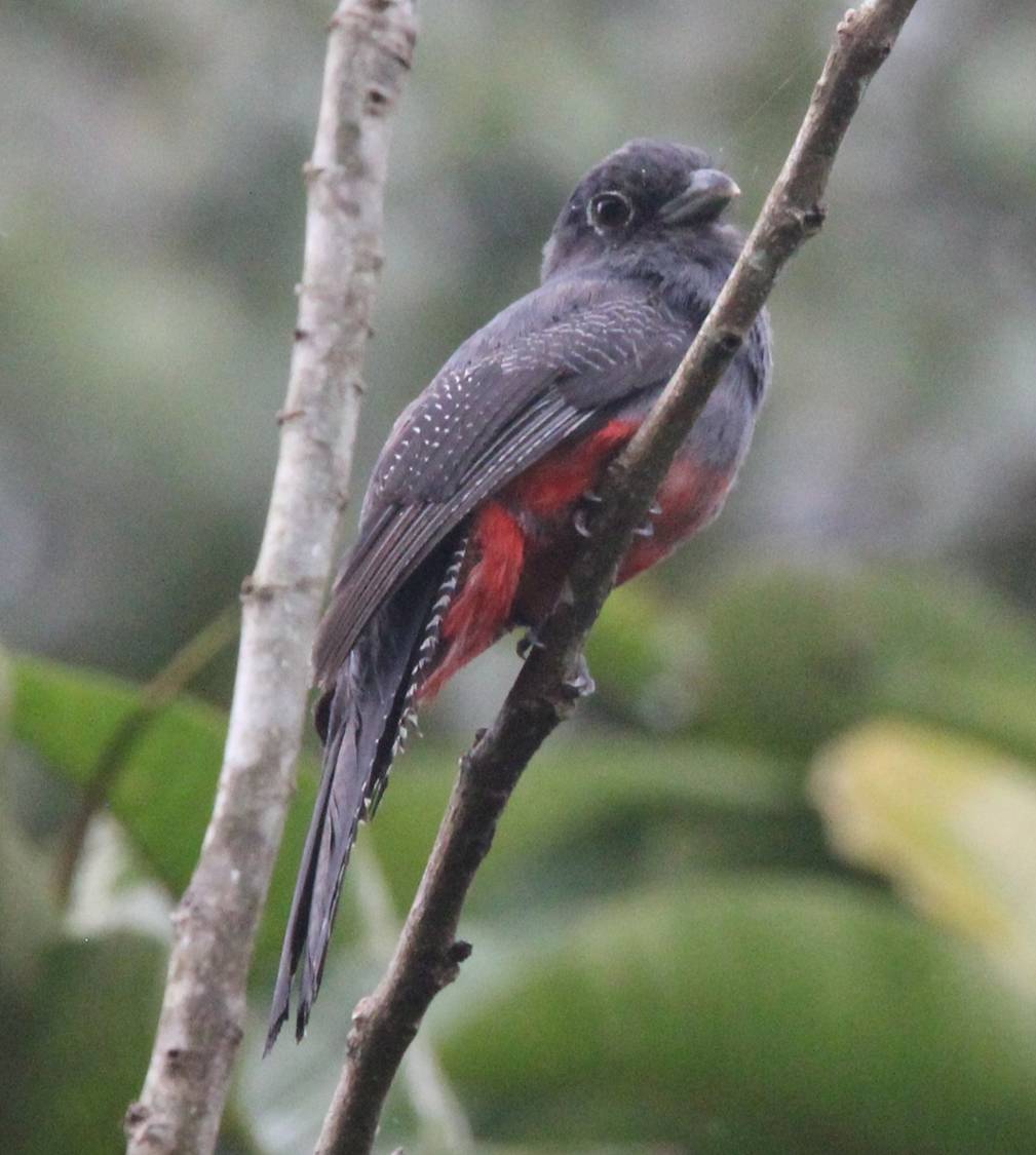 Blue-crowned Trogon