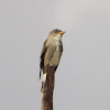 Olive-sided Flycatcher