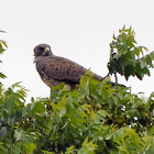 Swainson's Hawk