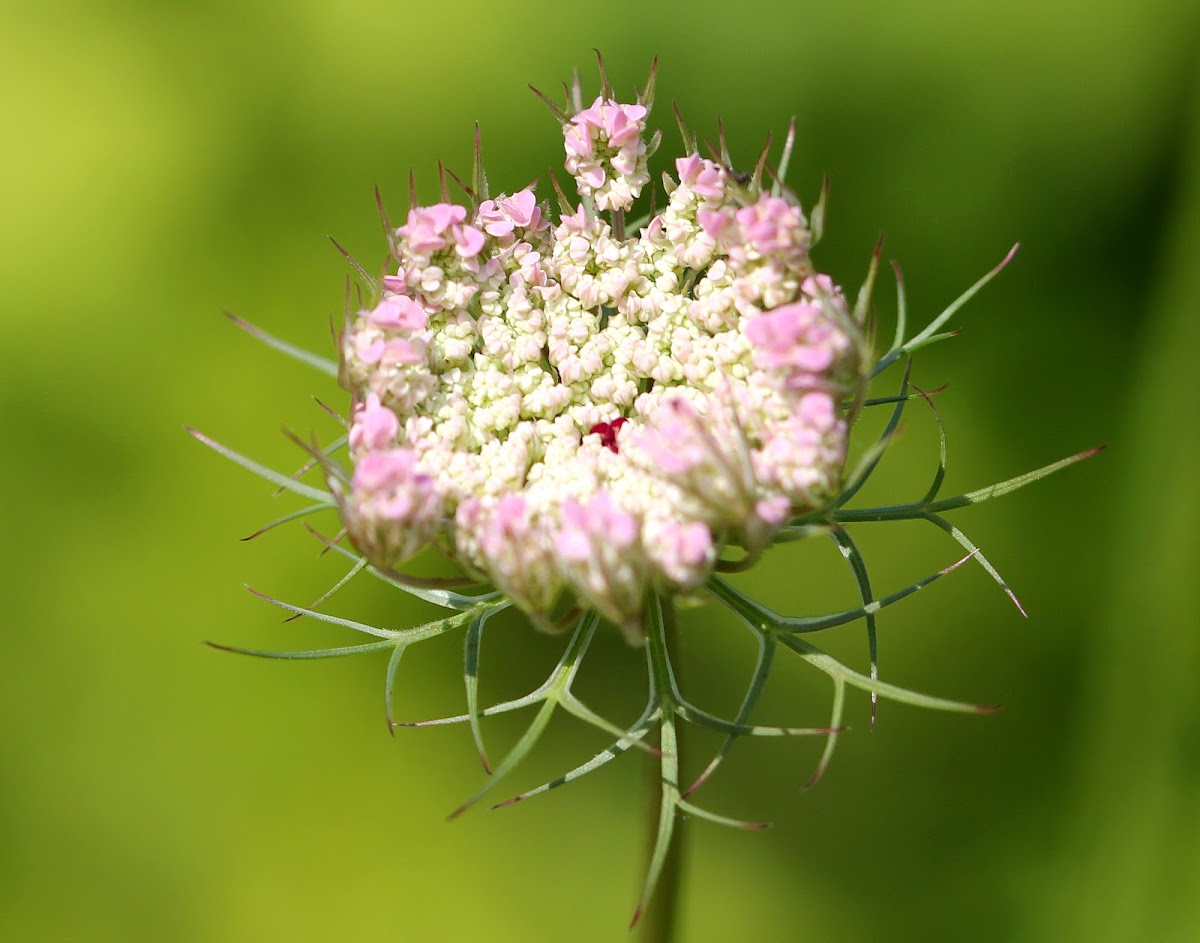 Queen Anne's Lace