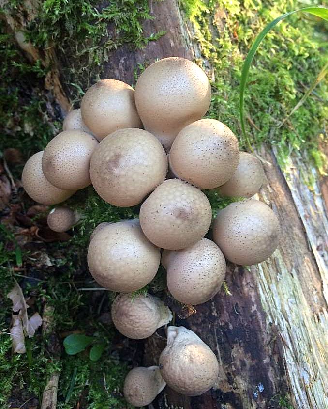 pear-shaped puffball