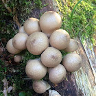 pear-shaped puffball