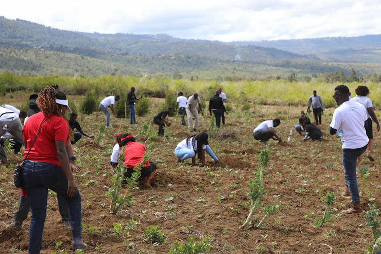 People planting trees at Kijabe block in Kinale forest.