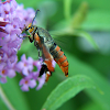 Squash Vine Borer Moth