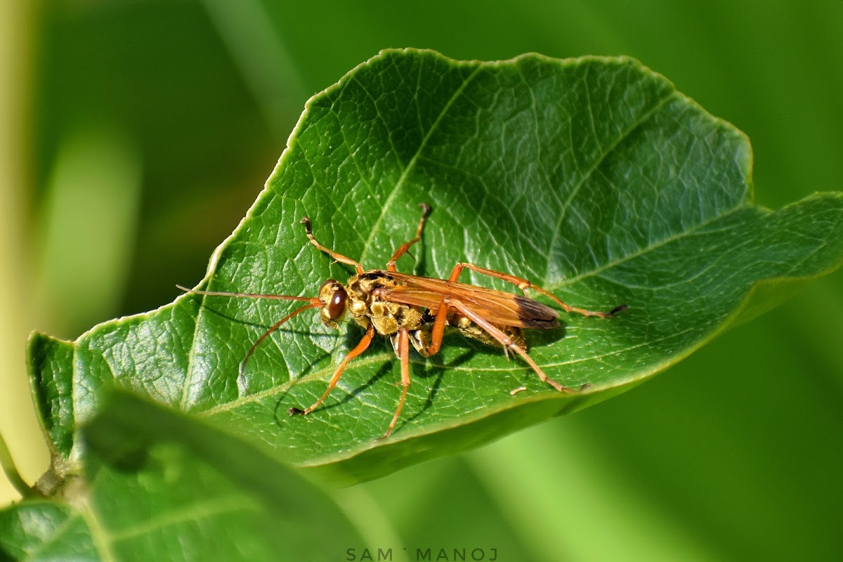 Spider Wasp / माकुरी-बारूला कीराको प्रजाती